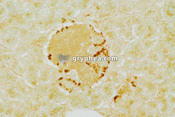 Cellules sécrétrices de glucagon - Ilôt de Langerhans du Pancréas (traitement histochimique) x40 - gryphea.com